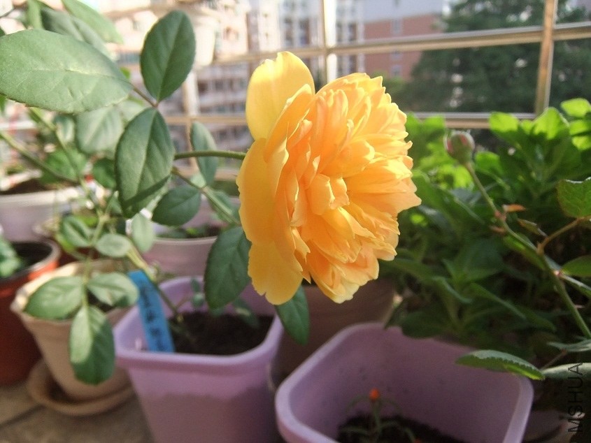 DSCF0294.JPG