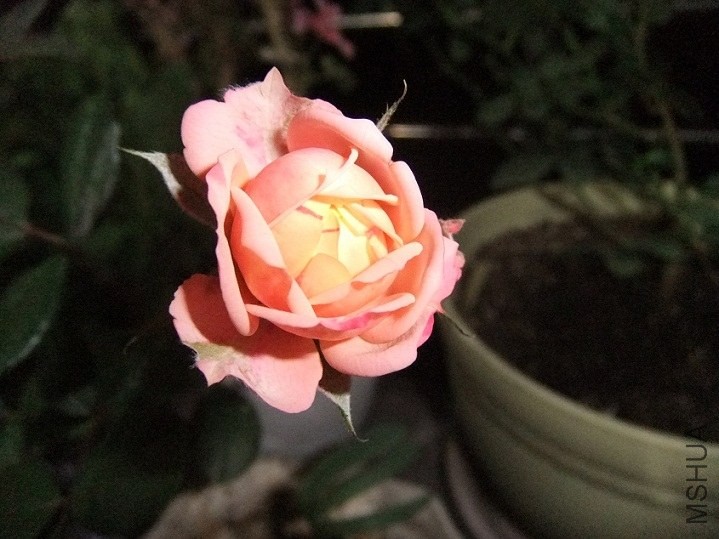 DSCF0303.JPG