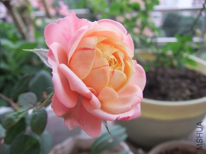 DSCF0315.JPG