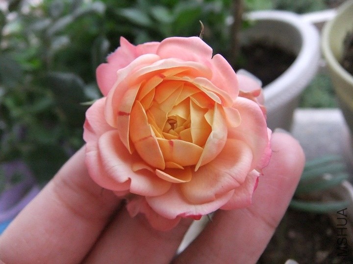 DSCF0317.JPG