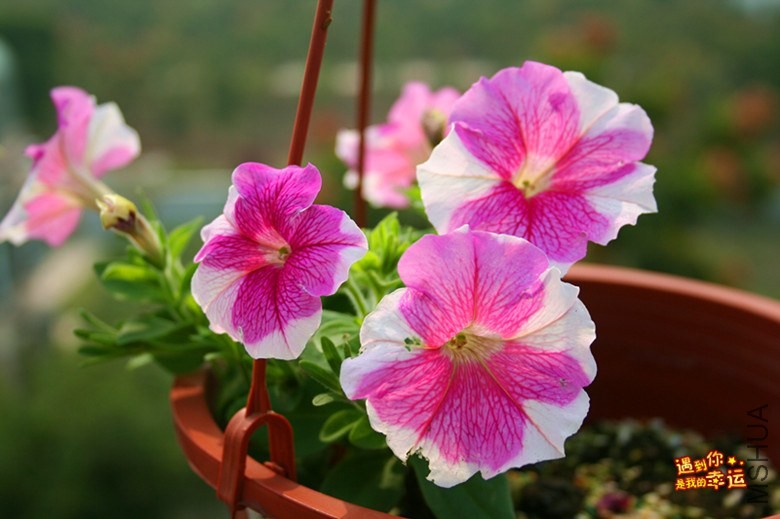 ��Ƭ 089_����.jpg