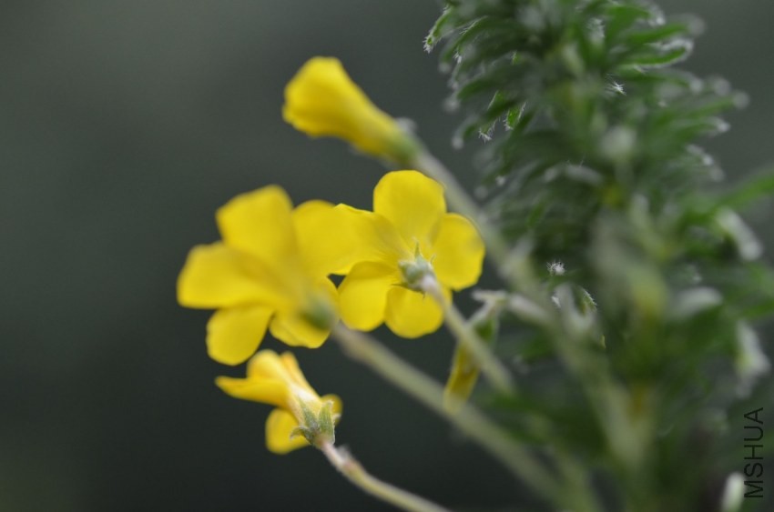Oxalis kaajagdensis 20131102 003.JPG
