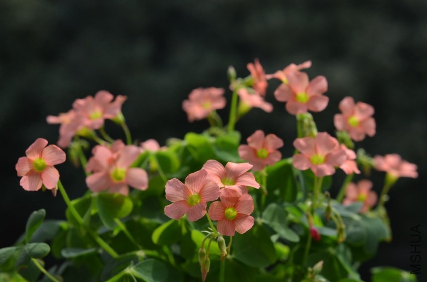 Oxalis sp.С�ٱ�����20131102 008.JPG