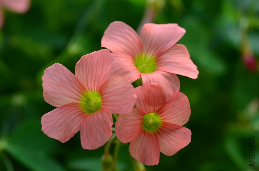 Oxalis sp.С�ٱ�����20131102 011.JPG