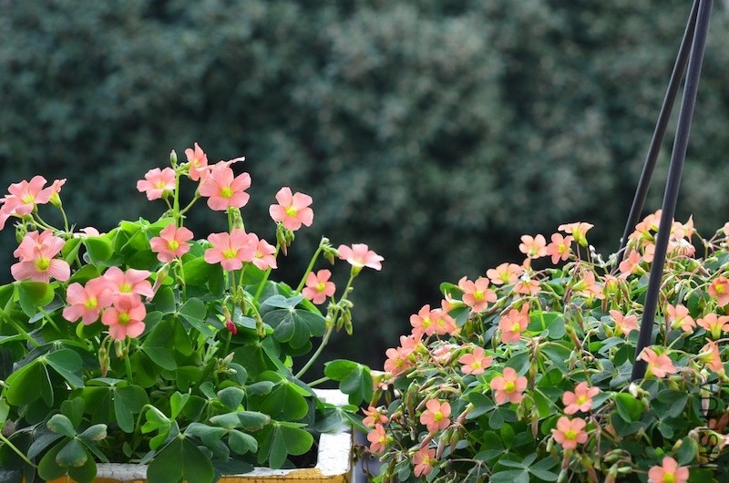 Oxalis sp.С�ٱ�����20131102 015.JPG