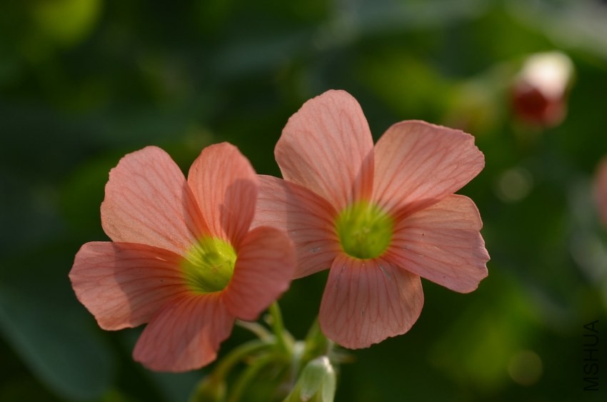 Oxalis sp.С�ٱ�����20131102 019.JPG