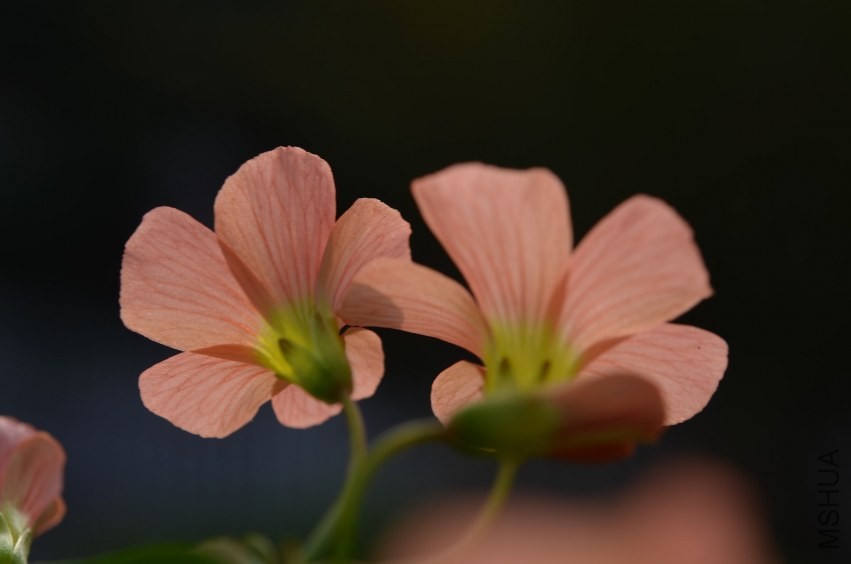 Oxalis sp.С�ٱ�����20131102 020.JPG