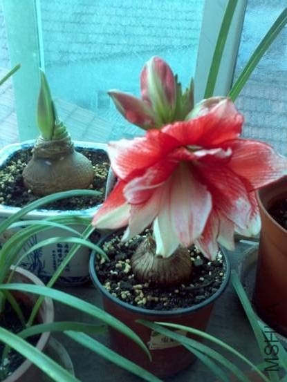 image008.jpg