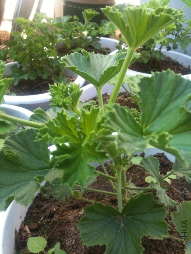 2013-10-24 122030.jpg