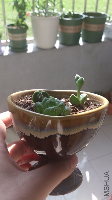 ��ʵϲ���������