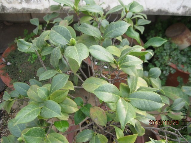 �軨��Ƭ 006.jpg