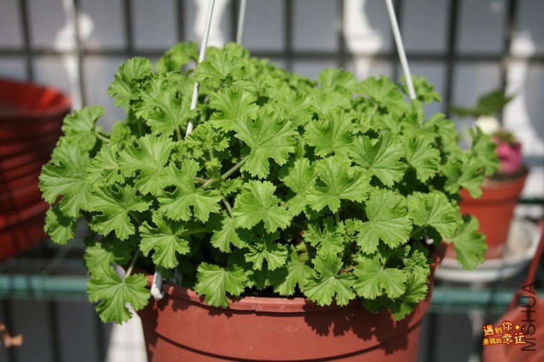 ��Ƭ 013_����.jpg