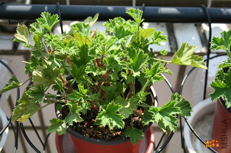 ��Ƭ 019_����.jpg