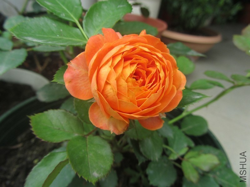 psb (2).jpg