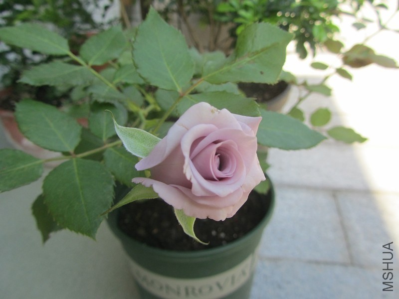 psb (41).jpg