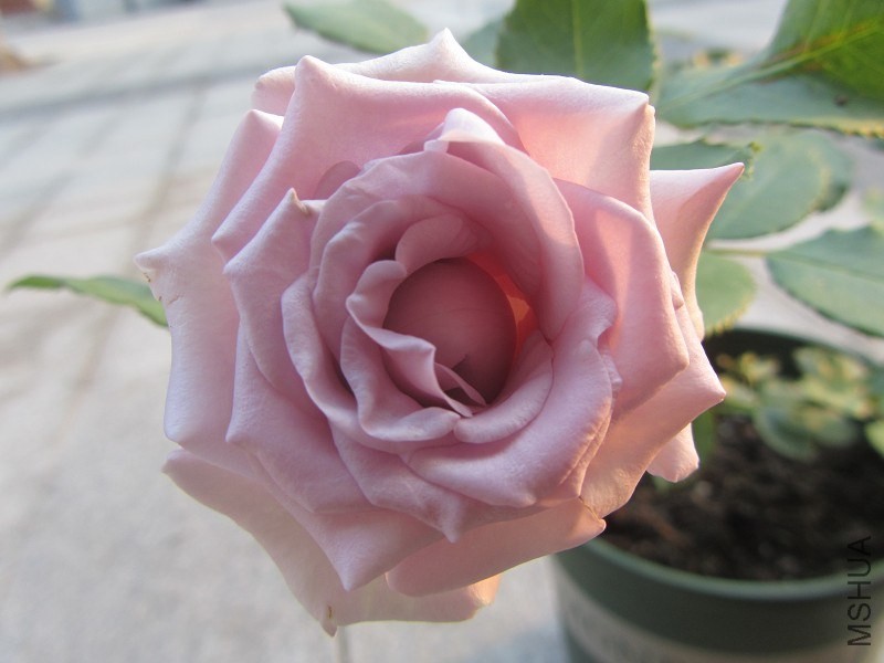 psb (42).jpg