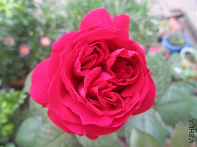 psb (22).jpg