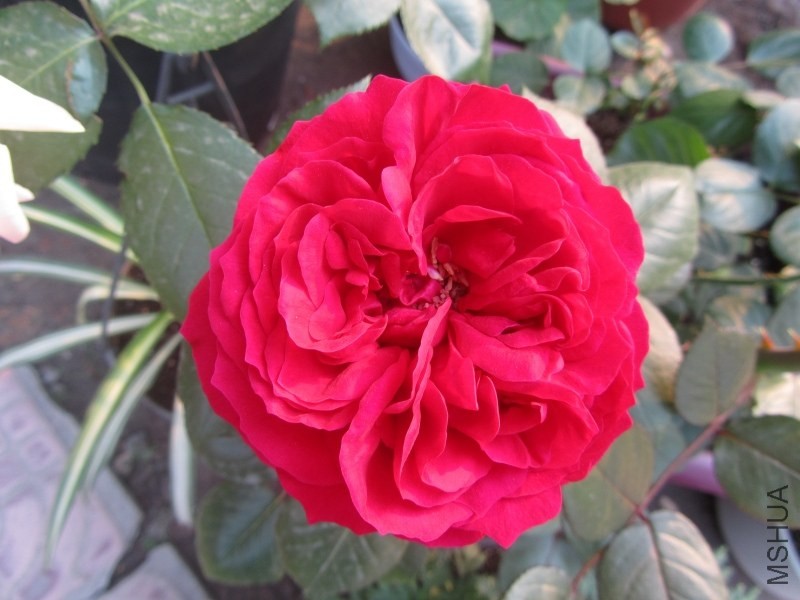 psb (24).jpg
