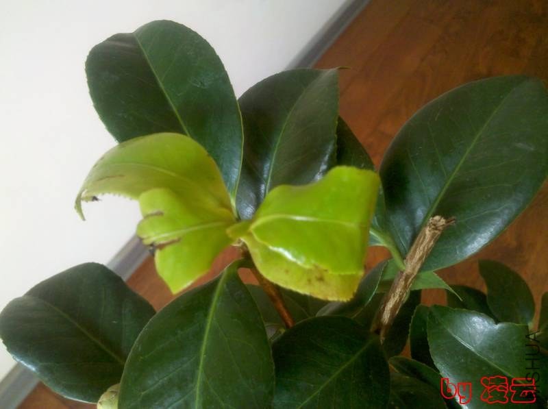 2013-11-04_12-55-24_616.jpg
