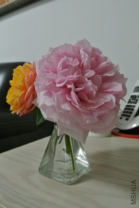 DSC_0679_������С.JPG
