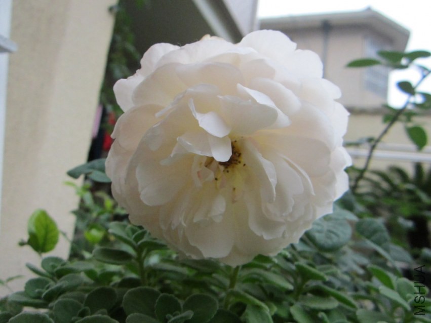 IMG_3776.JPG