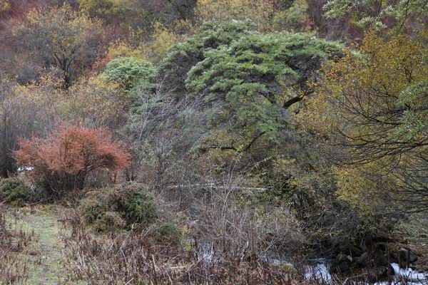 ����Ҷ�ӵĻ��� (9).JPG