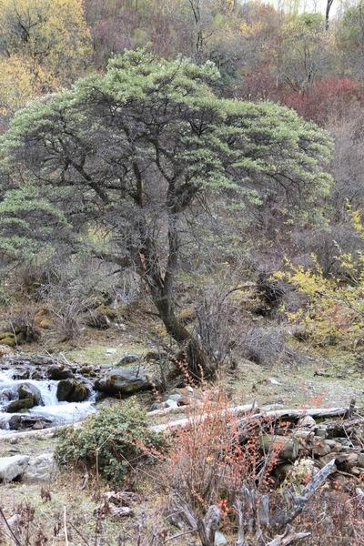 ����Ҷ�ӵĻ��� (10).JPG