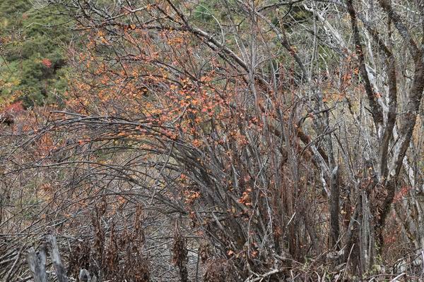 ����Ҷ�ӵĻ��� (11).JPG