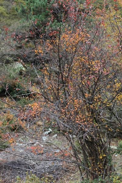 ����Ҷ�ӵĻ��� (12).JPG