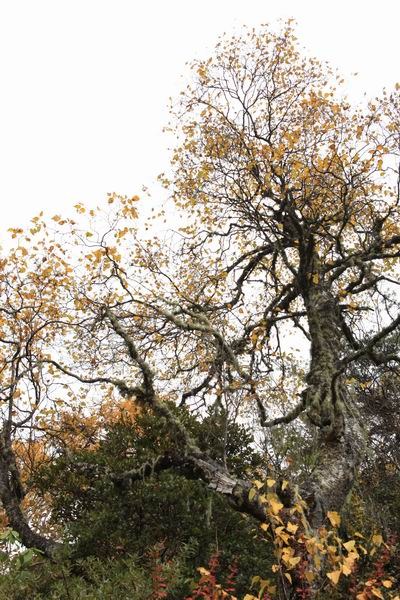 ����Ҷ�ӵĻ��� (14).JPG