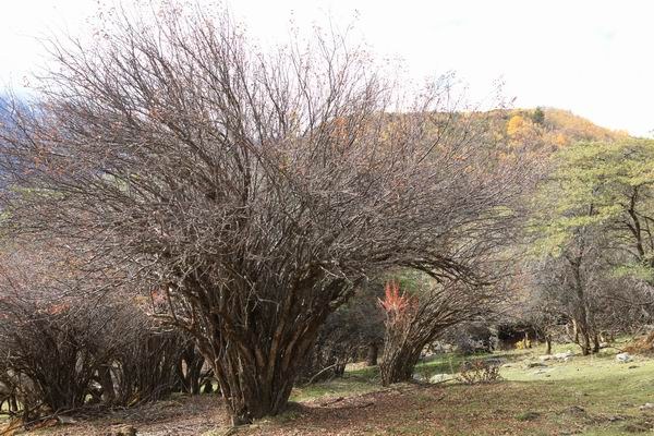 ����Ҷ�ӵĻ��� (15).JPG