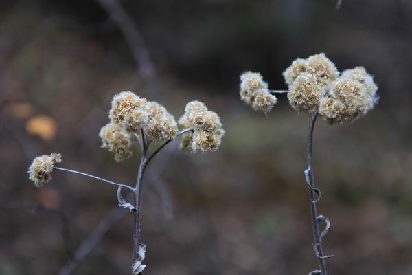 ����Ҷ�ӵĻ��� (16).JPG