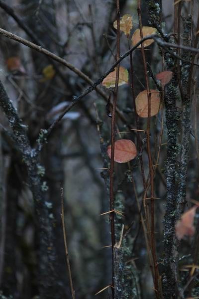 ����Ҷ�ӵĻ��� (17).JPG