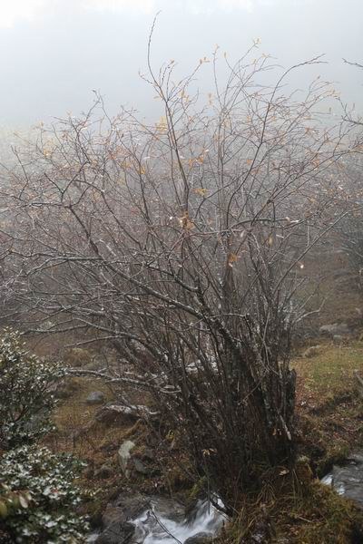 ����Ҷ�ӵĻ��� (18).JPG