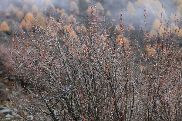 ����Ҷ�ӵĻ��� (19).JPG