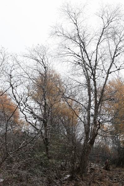 ����Ҷ�ӵĻ��� (20).JPG