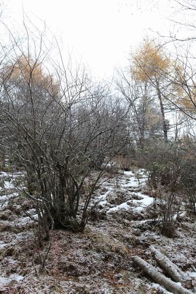 ����Ҷ�ӵĻ��� (21).JPG