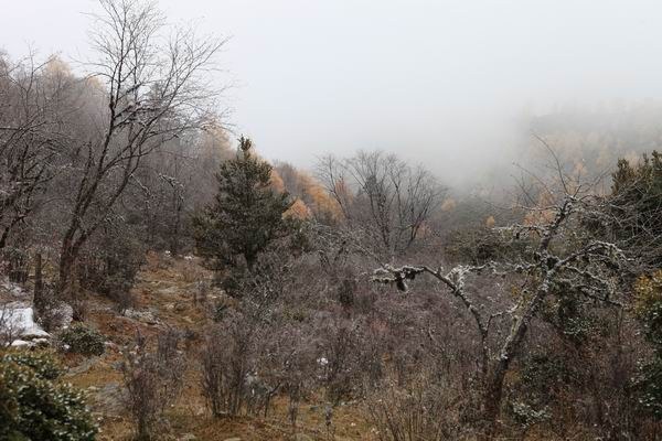 ����Ҷ�ӵĻ��� (22).JPG