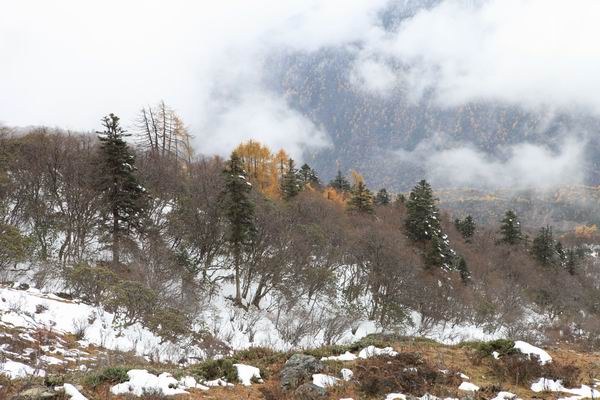 ����Ҷ�ӵĻ��� (23).JPG