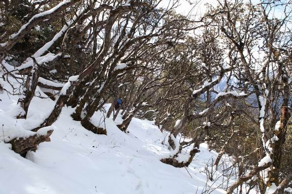 ����Ҷ�ӵĻ��� (24).JPG