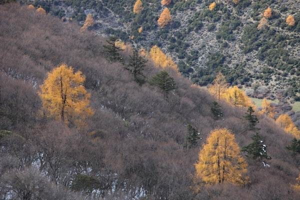 ����Ҷ�ӵĻ��� (25).JPG