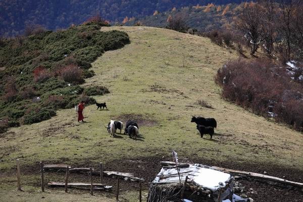 ����Ҷ�ӵĻ��� (26).JPG