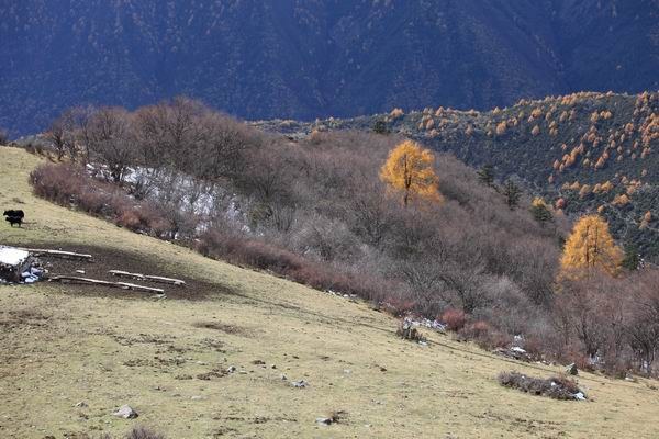 ����Ҷ�ӵĻ��� (27).JPG