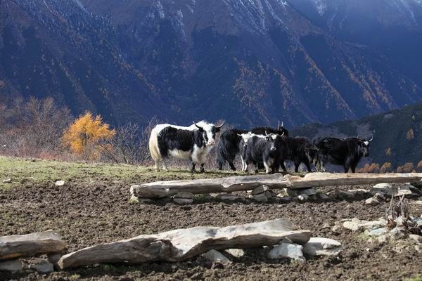 ����Ҷ�ӵĻ��� (28).JPG