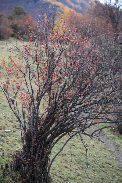 ����Ҷ�ӵĻ��� (32).JPG