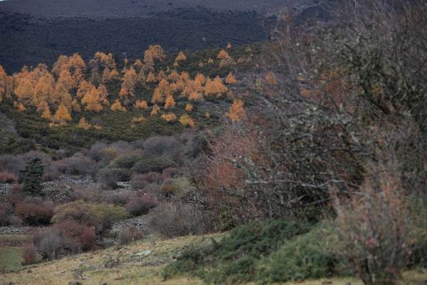 ����Ҷ�ӵĻ��� (35).JPG