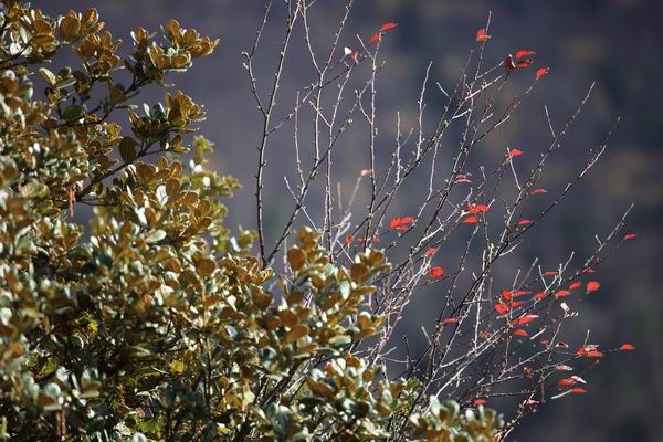 ����Ҷ�ӵĻ��� (37).JPG