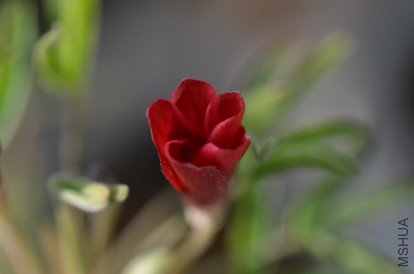 Oxalis helicoides 20131104 005.JPG