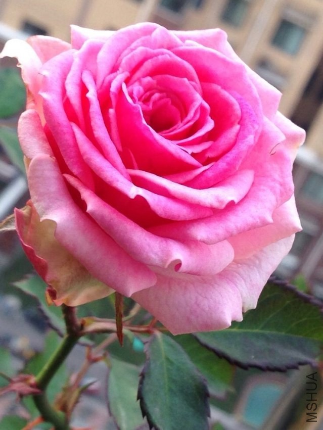 QQͼƬ20131106085507.jpg
