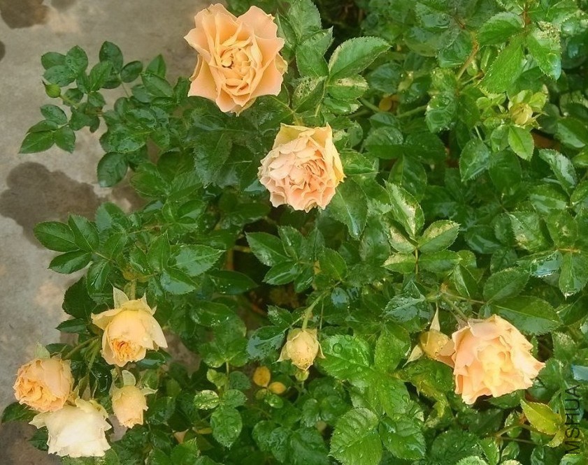 �Ŷ���˿.jpg
